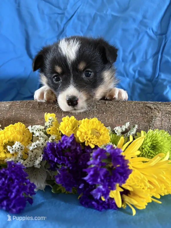 Lexie – Pembroke Welsh Corgi puppy for sale in Taylorsville, KY