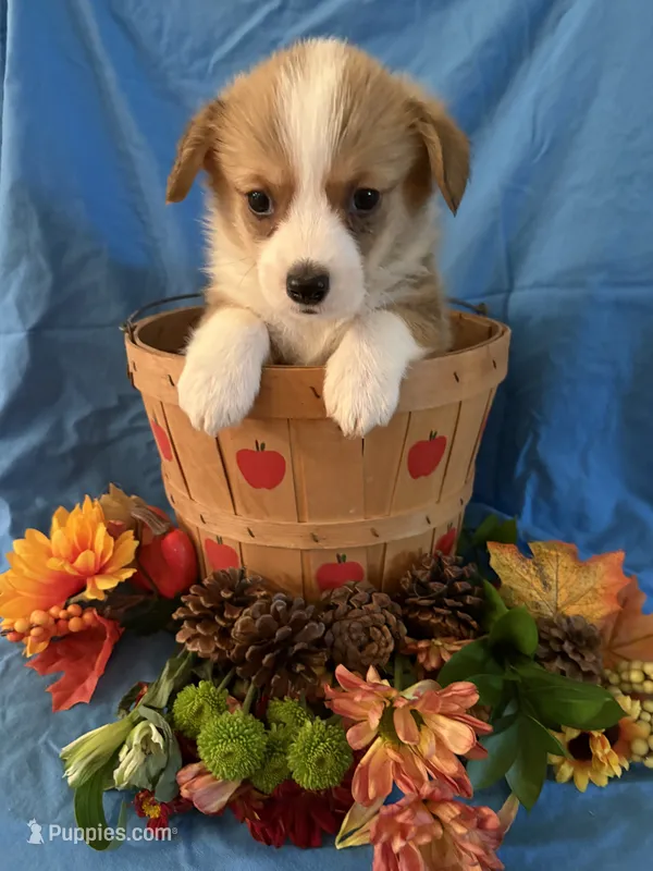 Louie  – Pembroke Welsh Corgi puppy for sale in Taylorsville, KY
