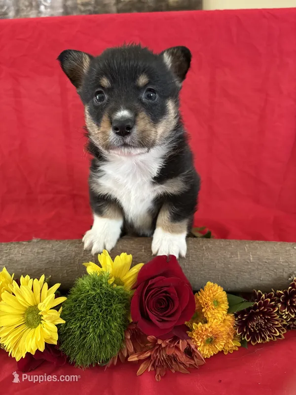 AKC Benny – Pembroke Welsh Corgi puppy for sale in Taylorsville, KY