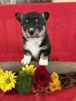 AKC Benny, a male Pembroke Welsh Corgi for sale in Taylorsville, KY – 1 of 1