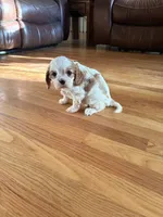 AKC Daisy, a female Cavalier King Charles Spaniel for sale in Taylorsville, KY – Photo 2 of 3