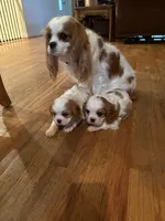 AKC Daisy, a female Cavalier King Charles Spaniel for sale in Taylorsville, KY – Photo 3 of 3