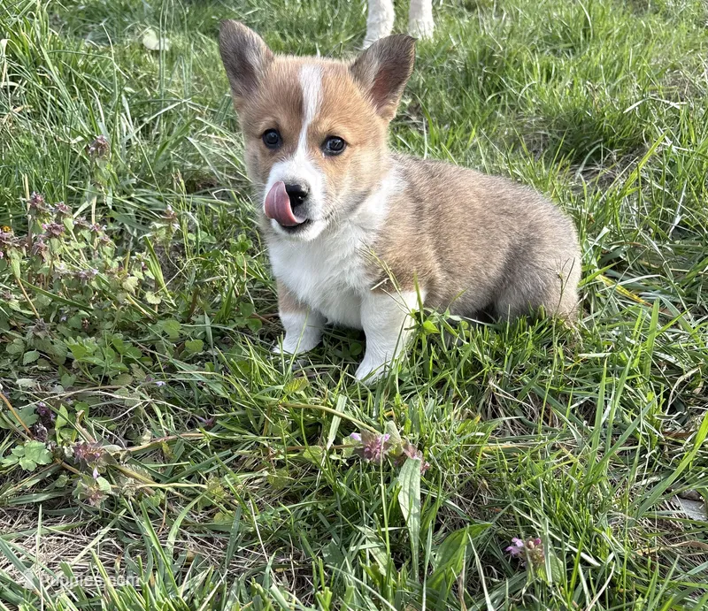 AKC Benny – Pembroke Welsh Corgi puppy for sale in Taylorsville, KY