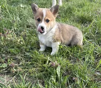 AKC Benny, a male Pembroke Welsh Corgi for sale in Taylorsville, KY – Photo 1 of 4