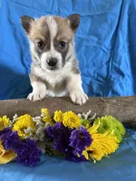 Benny, a male Pembroke Welsh Corgi for sale in Taylorsville, KY – Photo 1 of 3