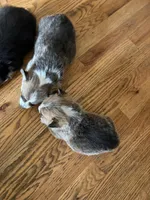 Benny, a male Pembroke Welsh Corgi for sale in Taylorsville, KY – Photo 3 of 3