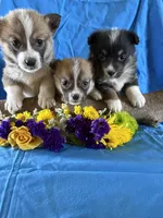 Benny, a male Pembroke Welsh Corgi for sale in Taylorsville, KY – Photo 2 of 3