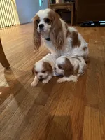 AKC Dougie, a male Cavalier King Charles Spaniel for sale in Taylorsville, KY – Photo 2 of 2