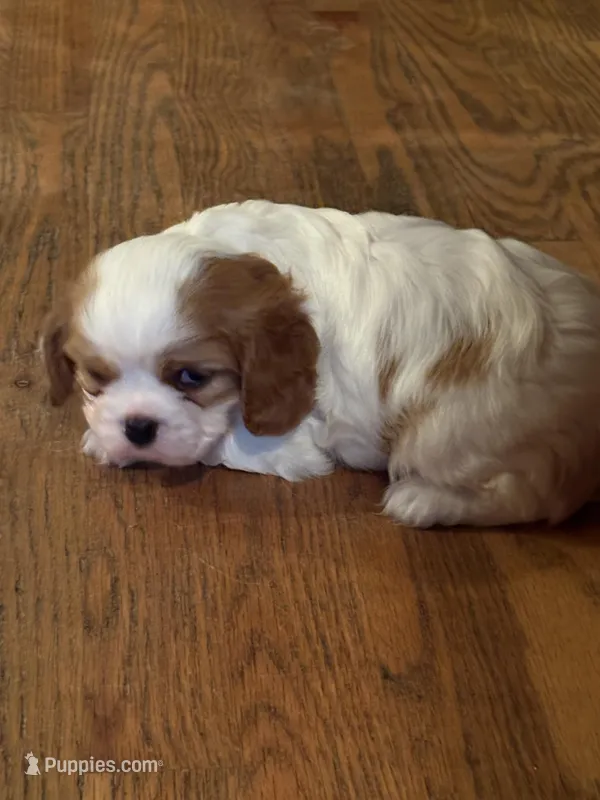 AKC Dougie, a male Cavalier King Charles Spaniel for sale in Taylorsville, KY – Photo 1 of 2