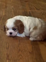 AKC Dougie, a male Cavalier King Charles Spaniel for sale in Taylorsville, KY – Photo 1 of 2