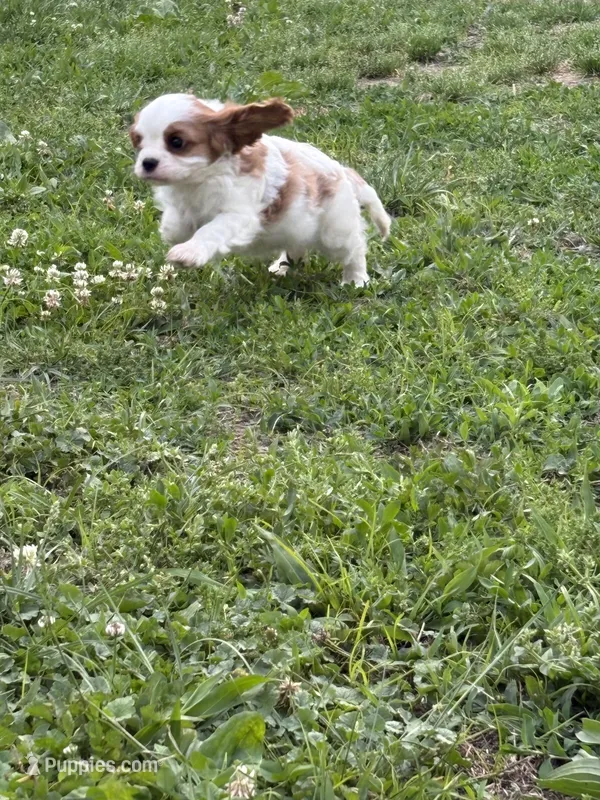 AKC Daisy – Cavalier King Charles Spaniel puppy for sale in Taylorsville, KY