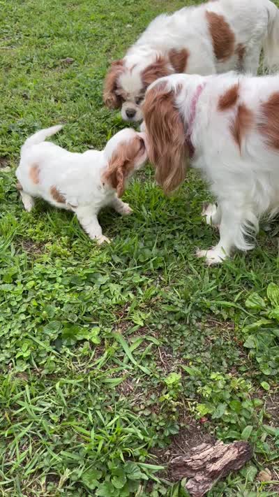 AKC Dougie, a male Cavalier King Charles Spaniel for sale in Taylorsville, KY – 4 of 4