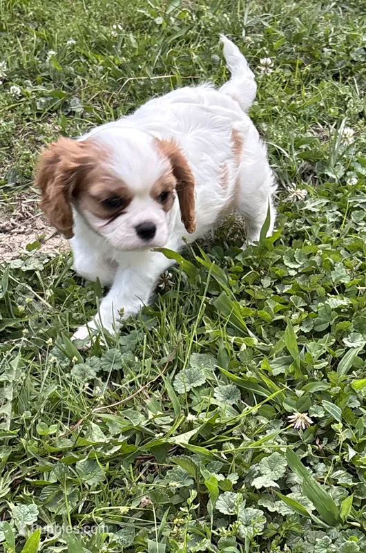 AKC Dougie – Cavalier King Charles Spaniel puppy for sale in Taylorsville, KY