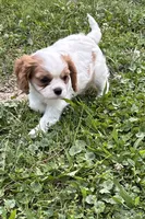 AKC Dougie, a male Cavalier King Charles Spaniel for sale in Taylorsville, KY – 1 of 4