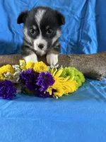 Sadie, a female Pembroke Welsh Corgi for sale in Taylorsville, KY – Photo 1 of 4