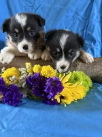 Sadie, a female Pembroke Welsh Corgi for sale in Taylorsville, KY – Photo 3 of 4