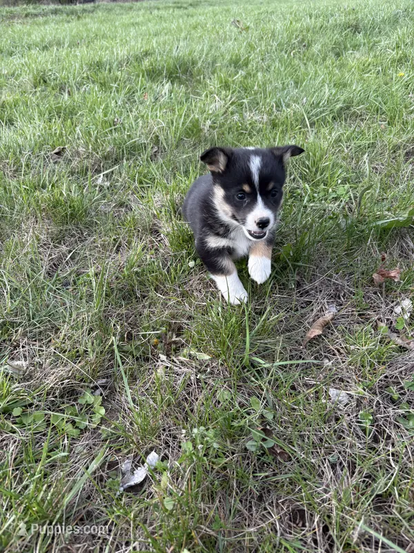 AKC Sadie – Pembroke Welsh Corgi puppy for sale in Taylorsville, KY
