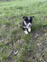 AKC Sadie, a female Pembroke Welsh Corgi for sale in Taylorsville, KY – Photo 1 of 5