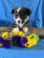 Sadie, a female Pembroke Welsh Corgi for sale in Taylorsville, KY – Photo 2 of 4