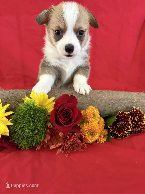Louie  – Pembroke Welsh Corgi puppy for sale in Taylorsville, KY