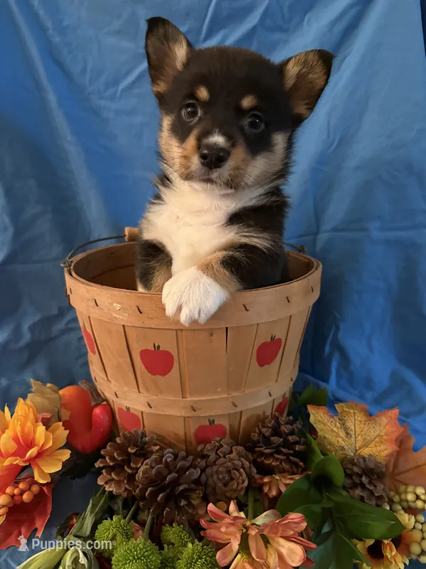 AKC Benny – Pembroke Welsh Corgi puppy for sale in Taylorsville, KY