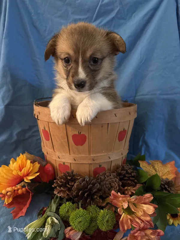 Ellie – Pembroke Welsh Corgi puppy for sale in Taylorsville, KY