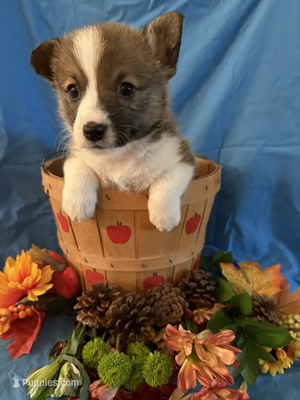 Sadie – Pembroke Welsh Corgi puppy for sale in Taylorsville, KY