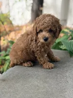 Leo, a male Poodle - Miniature  for sale in Cambridge, MN – 5 of 9