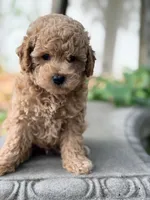 James , a male Poodle - Miniature  for sale in Cambridge, MN – 2 of 6