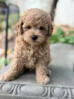 James , a male Poodle - Miniature  for sale in Cambridge, MN – 6 of 6