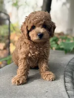 Leo, a male Poodle - Miniature  for sale in Cambridge, MN – 3 of 9
