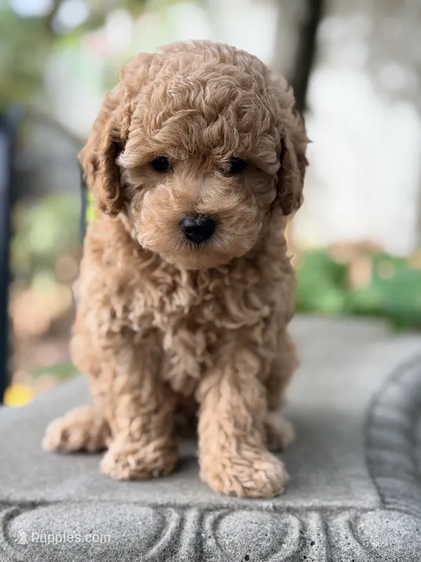 James  – Poodle - Miniature  puppy for sale in Cambridge, MN