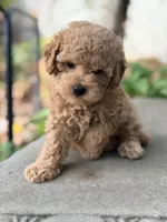 James , a male Poodle - Miniature  for sale in Cambridge, MN – 4 of 6