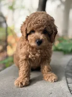 Leo, a male Poodle - Miniature  for sale in Cambridge, MN – 2 of 9