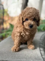 Leo, a male Poodle - Miniature  for sale in Cambridge, MN – 7 of 9