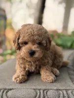 Leo, a male Poodle - Miniature  for sale in Cambridge, MN – 9 of 9
