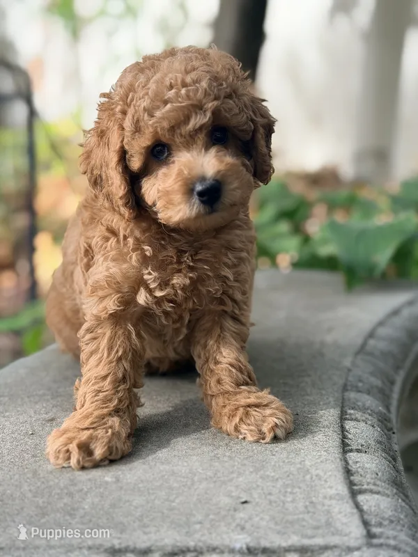 Leo – Poodle - Miniature  puppy for sale in Cambridge, MN