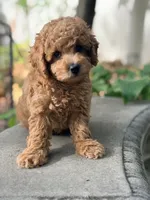 Leo, a male Poodle - Miniature  for sale in Cambridge, MN – 1 of 9