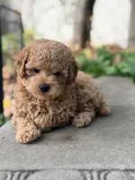 James , a male Poodle - Miniature  for sale in Cambridge, MN – 3 of 6
