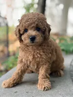 Leo, a male Poodle - Miniature  for sale in Cambridge, MN – 4 of 9