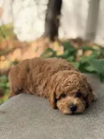 Leo, a male Poodle - Miniature  for sale in Cambridge, MN – 8 of 9