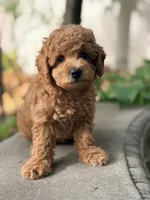 Leo, a male Poodle - Miniature  for sale in Cambridge, MN – 6 of 9
