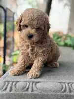 James , a male Poodle - Miniature  for sale in Cambridge, MN – 5 of 6