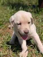 Yellow lab, a female Labrador Retriever for sale in Jewett, OH – 1 of 1