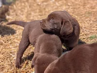 Chocolate Lab, a male Labrador Retriever for sale in Jewett, OH – 2 of 2