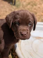 Chocolate Lab, a male Labrador Retriever for sale in Jewett, OH – 1 of 2