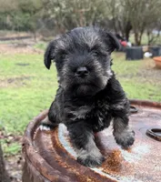 Nora, a female Miniature Schnauzer for sale in Canon, GA – Photo 2 of 3