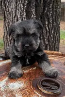 Nora, a female Miniature Schnauzer for sale in Canon, GA – Photo 1 of 3
