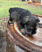 Nora, a female Miniature Schnauzer for sale in Canon, GA – Photo 3 of 3