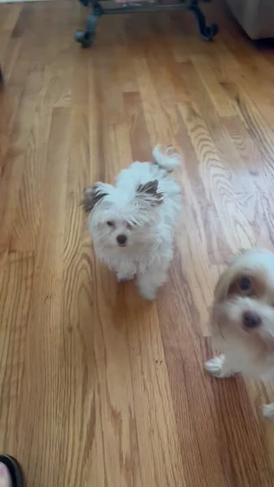 Jules, a female Yorkshire Terrier for sale in Chesapeake, VA – 6 of 8